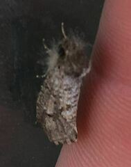 Acrolophus popeanella