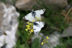Euchloe simplonia