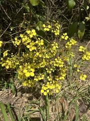 Stigmaphyllon floribundum