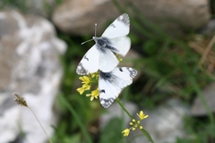 Euchloe simplonia