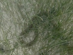 Myrichthys breviceps