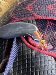 Agelaia centralis image