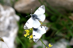 Euchloe simplonia