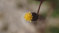 Senecio mohavensis