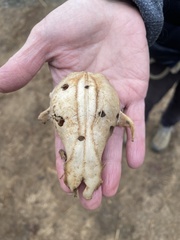 Didelphis virginiana