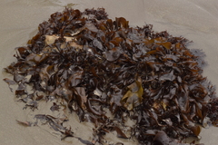 Mazzaella laminarioides