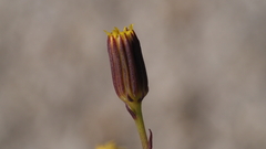 Senecio mohavensis