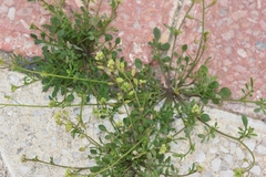 Hornungia procumbens