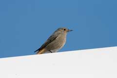 Phoenicurus ochruros