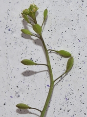 Hornungia procumbens
