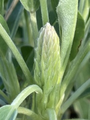 Lupinus diffusus