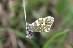 Euchloe simplonia