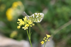 Euchloe simplonia