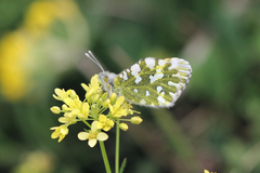 Euchloe simplonia