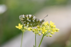 Euchloe simplonia