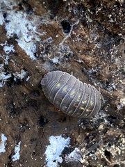 Armadillidium granulatum
