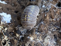 Armadillidium granulatum
