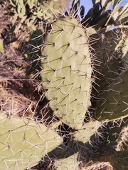 Opuntia