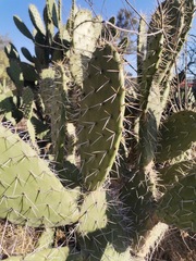 Opuntia
