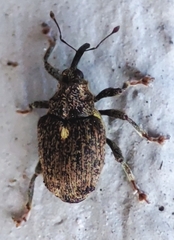 Curculionidae