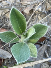 Lupinus diffusus