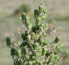 Yucca elata