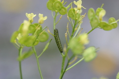 Euchloe simplonia