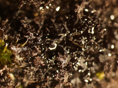 Scytinium lichenoides