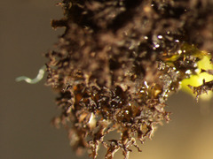 Scytinium lichenoides