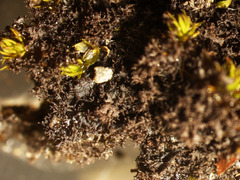 Scytinium lichenoides