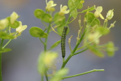 Euchloe simplonia