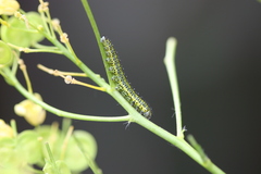 Euchloe simplonia