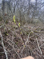 Oemleria cerasiformis