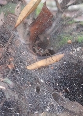 Aglaoctenus lagotis