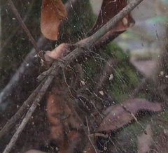 Aglaoctenus lagotis