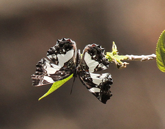 Neptidopsis fulgurata
