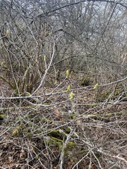 Oemleria cerasiformis