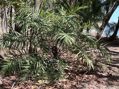 Phoenix roebelenii