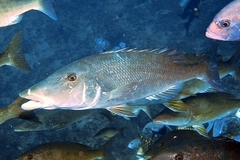 Lethrinus olivaceus