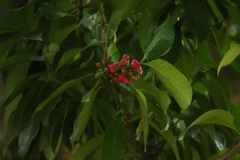 Syzygium malaccense