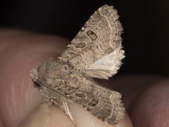 Protorthodes melanopis