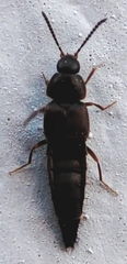 Staphylinidae