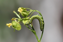 Euchloe simplonia