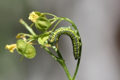 Euchloe simplonia