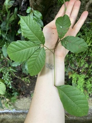Lagerstroemia speciosa