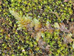 Brotherella recurvans