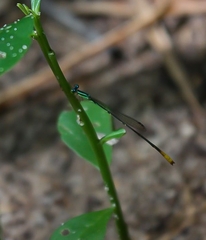 Telagrion longum