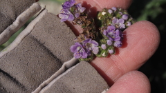 Phacelia crenulata minutiflora