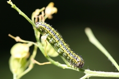 Euchloe simplonia
