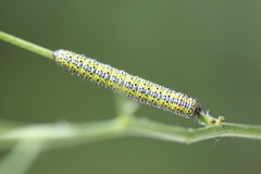 Euchloe simplonia